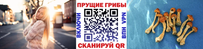 хочу наркоту  Семилуки  Псилоцибиновые грибы Psilocybine cubensis 